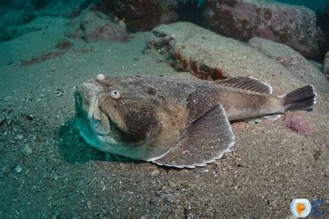 Wonderful Stargazer Fish .